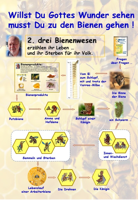 Flyer/Grafik zum Event: Willst Du Gottes Wunder sehen – musst Du zu den Bienen gehen am Mi., 13.03.2024 von 18:00 bis 20:00 Uhr