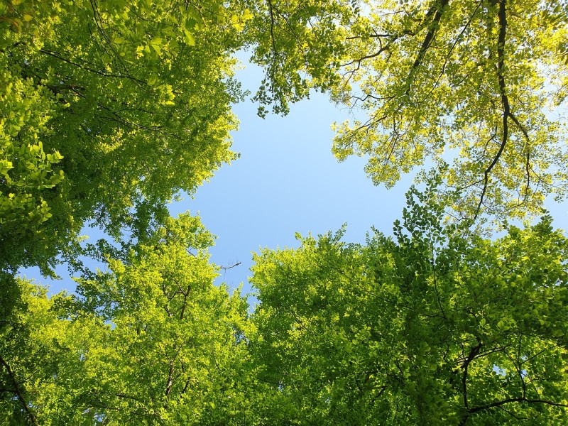 Flyer/Grafik zum Event: Große Waldbade-Einheit inkl. kleiner Verköstigung am So., 15.06.2025 - So., 24.08.2025