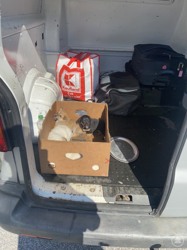 Geöffneter Transporter mit einem Karton voller Welpen im Laderaum, daneben Taschen und eine Wasserschale.