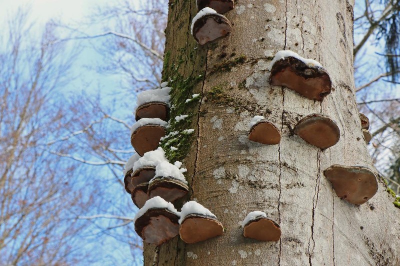 Flyer/Grafik zum Event: Nationalpark exklusiv - Baumriesen am Sa., 07.03.2026 von 14:00 bis 17:00 Uhr