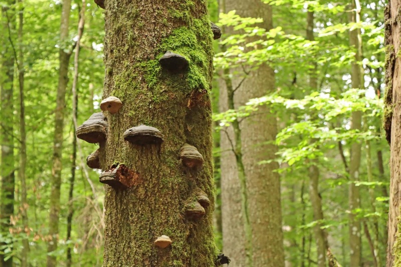 Flyer/Grafik zum Event: Waldbaden in der Wildnis am Mo., 20.05.2024 - Mo., 28.10.2024