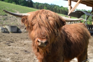 RegioMahl: Helmut Denk, Kühbach