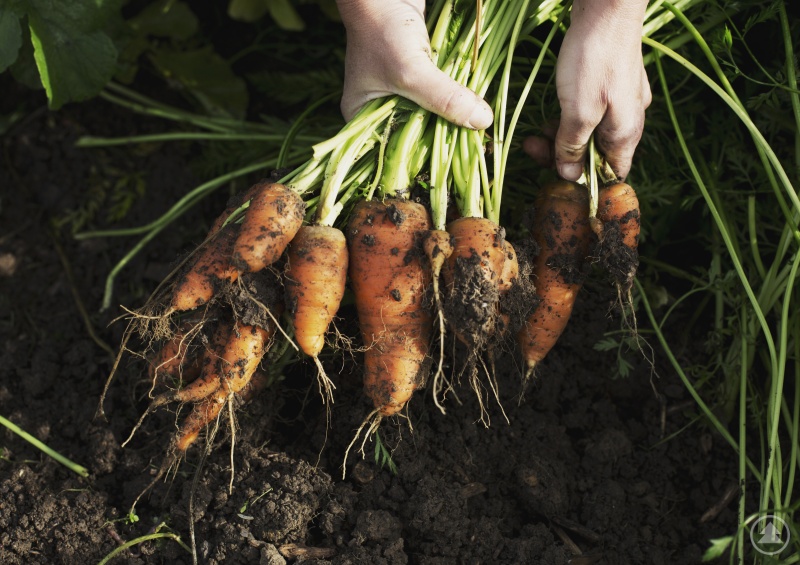 Mehr Bio in der Region: In Bayern sollen bis zum Jahr 2030 insgesamt 30 Prozent der landwirtschaftlichen Flächen ökologisch bewirtschaftet werden. Einen wertvollen Beitrag, um dieses Ziel zu erreichen, leisten die Öko-Modellregionen.