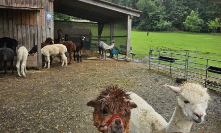Die SPD-Bundestagsabgeordnete Rita Hagl-Kehl und der Bürgermeister von Iggensbach, Wolfgang Schwarz, zu Besuch bei „Golden Alpaca“