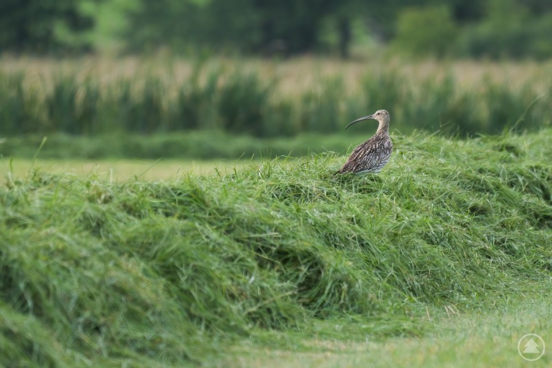 Großer Brachvogel auf einer Wiese. Ein Großer Brachvogel steht auf einer frisch gemähten Wiese und blickt über eine grüne Landschaft im Hintergrund.