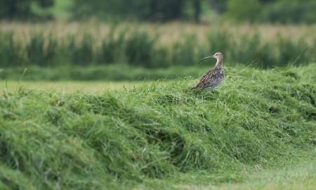 Wer sch&uuml;tzt den Gro&szlig;en Brachvogel? LBV zeichnet engagierte Landwirte aus