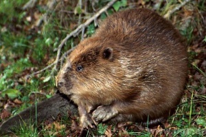 Untere Naturschutzbehörde sucht Biberberater