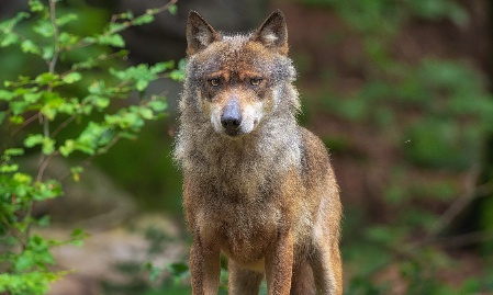 Letzte Wölfin im Tier-Freigelände gestorben