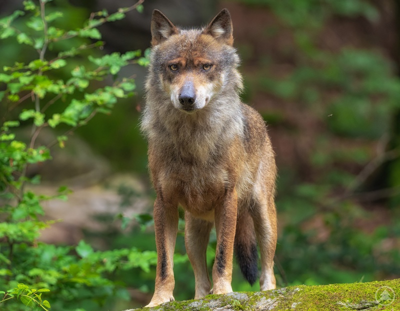 Die über 13-jährige Wölfin ist altersbedingt gestorben.