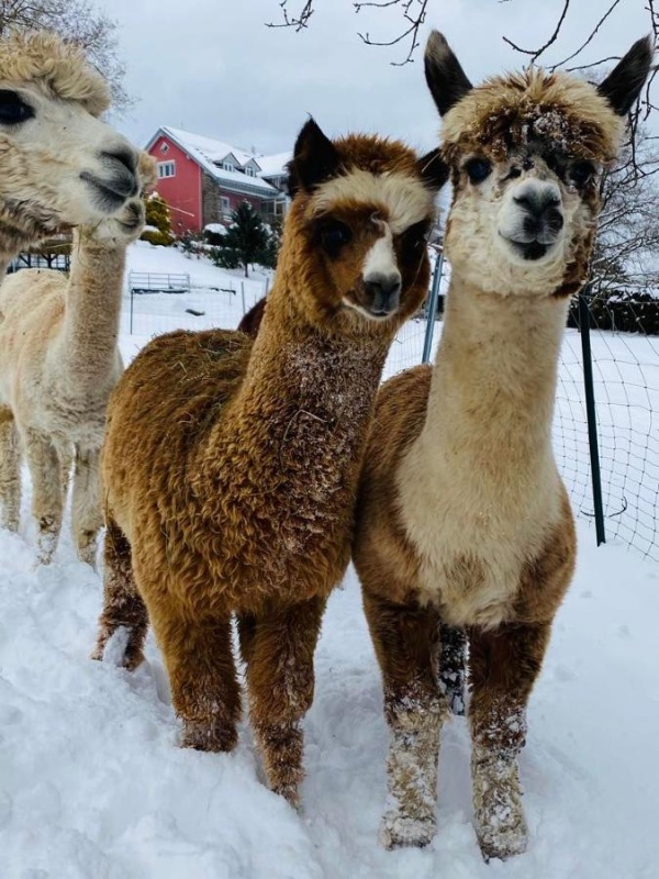 Flyer/Grafik zum Event: Alpakawanderung in Frauenau am Mo., 01.01.2024 - Di., 31.12.2024