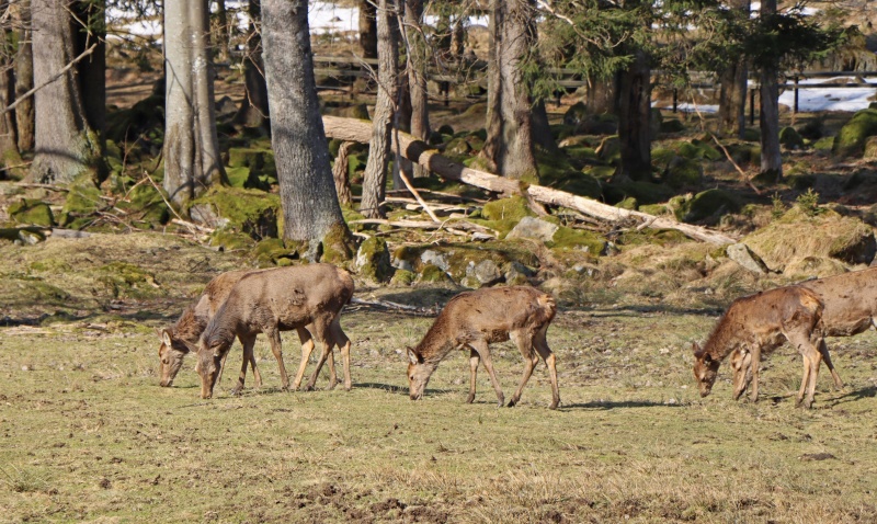 Flyer/Grafik zum Event: Wanderung zum Jährlingschachten - Geführte Tour im Nationalpark Bayerischer Wald am Sonntag, 7. April am So., 07.04.2024 ab 10:00 Uhr