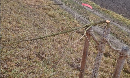 Baumfrevel an der SR 15: Neu gepflanzte B&auml;ume mutwillig abgeschnitten