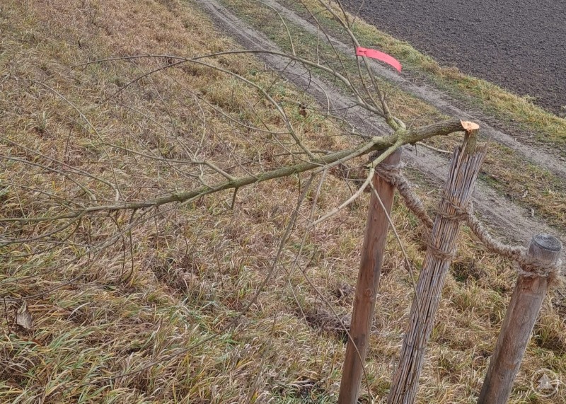 Ein mutwillig abgeschnittenes Bäumchen. An einer Böschung an einem Feldweg steht ein frisch gepflanzter Baum, dessen Stamm abgeschnitten wurde, am Boden liegt ein Aststück, im Hintergrund Felder und eine Kurve des Weges.