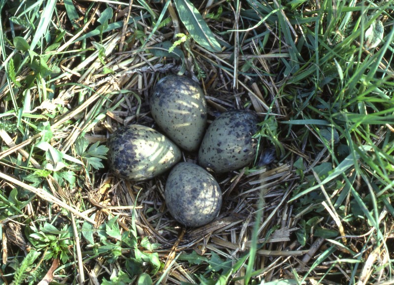 Vier gesprenkelte Eier des Gro&szlig;en Brachvogels liegen gut getarnt in einem Nest aus Gras und Pflanzen.