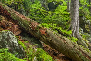 Höllbachgespreng im Rennen um Naturwunder-Titel