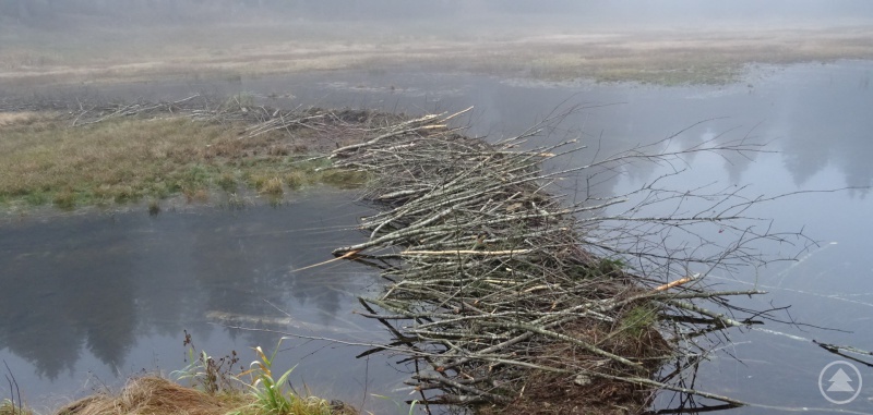 Mit seiner faszinierenden Fähigkeit, wasserdichte Staudämme zu bauen, die für Überschwemmungen sorgen, wie hier am Osterbach bei Vorderfreundorf, macht sich der Biber nicht nur Freunde. Um im Konfliktfall zu vermitteln, sucht das Landratsamt neue Biberberater.