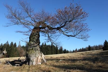 Flyer/Grafik zum Event: Geführte Ganztagswanderung am Mi., 19.03.2025 - Mi., 10.12.2025