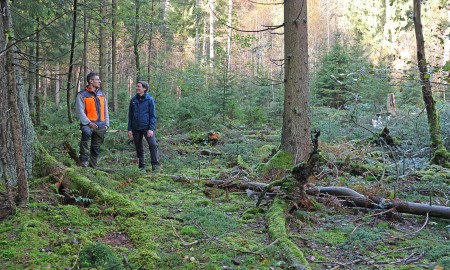 Mehr Licht für den Moorwald