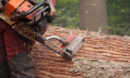 Tiefstand beim Borkenkäferholz in der Managementzone