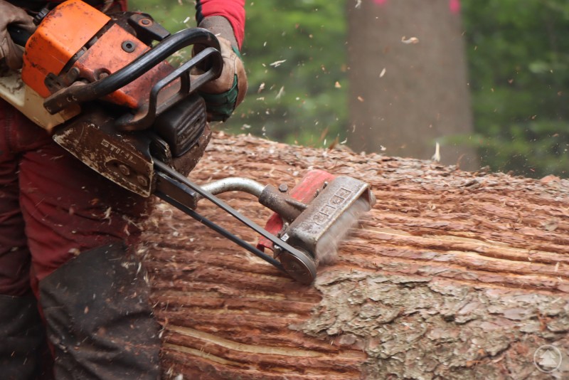 Beim Borkenkäfer-Management wird im Nationalpark seit Jahren auch die Technik des streifenförmigen Entrindens eingesetzt. Ein Forstarbeiter schlitzt mit einer Motorsäge die Rinde eines gefällten Baumstamms im Wald auf. Holzspäne fliegen durch die Luft.