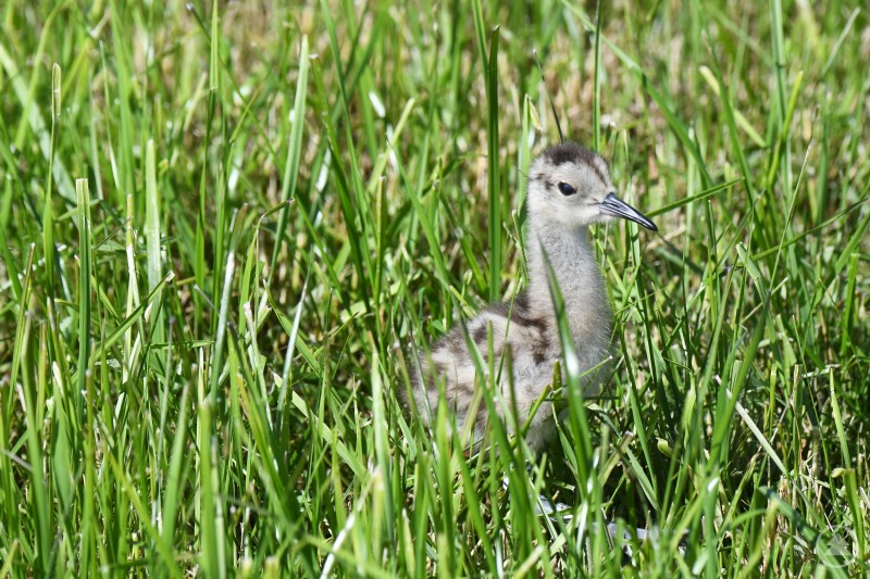 Küken des Großen Brachvogels im Gras. Ein junges Brachvogel-Küken steht im hohen Gras und schaut aufmerksam in seine Umgebung.
