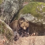 Tierfreigelände - Nationalpark Bayerischer Wald