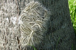 Eichenspinnerraupenbefall auch im Landkreis möglich