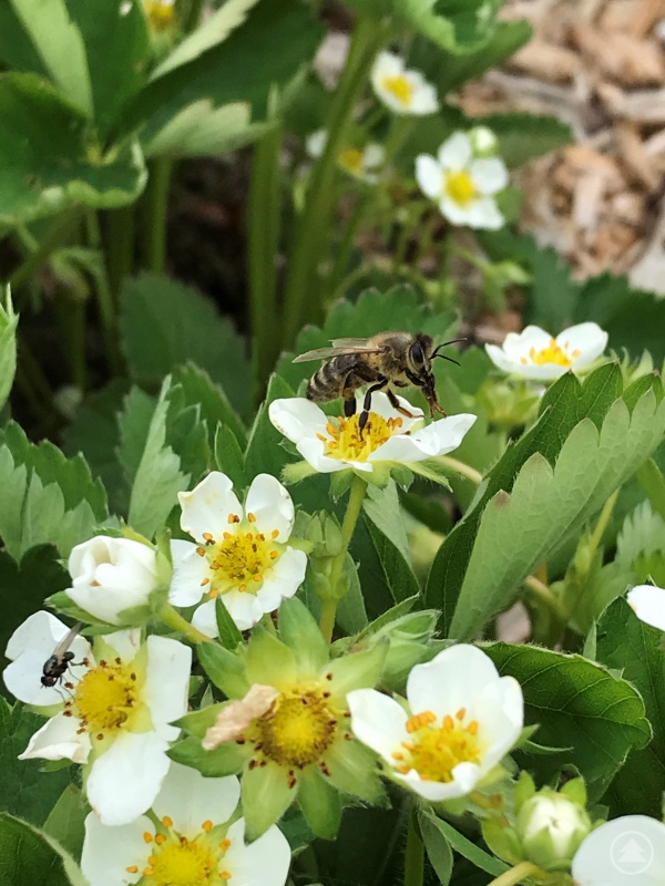 Detailbild Erdbeerblüte, Eva Angerer, Mitarbeiterin Landratsamt FRG (Bild aus Fotowettbewerb 2017)