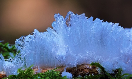 "Haareis" oder "Eiswolle"