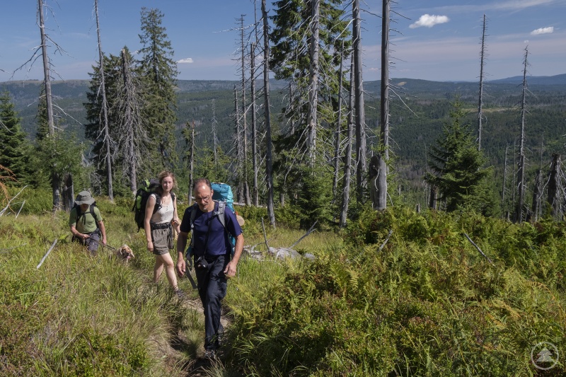 Fünf Tage lang geht es bei der Wanderung „Wildnis erleben“ auf abwechslungsreichen Wegen durch den Nationalpark. (Foto: Waldzeit)