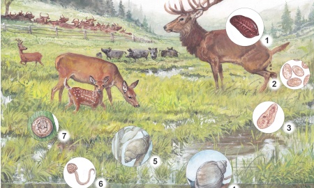 Tschechien und Bayern forschen gemeinsam zu Wildtierparasit