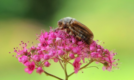 Jetzt schwärmt er wieder - der Junikäfer!