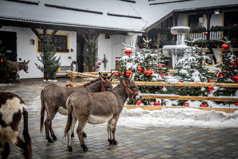 Flyer/Grafik zum Event: Adventmarkt Gut Aiderbichl Deggendorf am Sa., 30.11.2024 - Mo., 06.01.2025