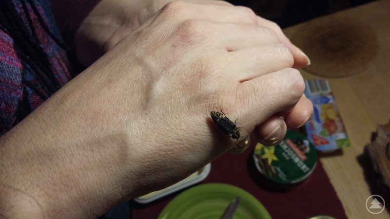 Dieser Fund musste dokumentiert werden: Der Bindige Schnellkäfer am Küchentisch.