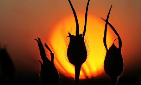 Fotoausstellung - Makro-Naturaufnahmen in Mauth