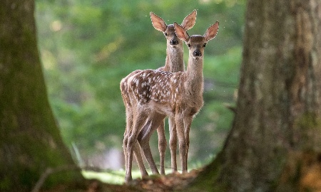Wilder Adventskalender