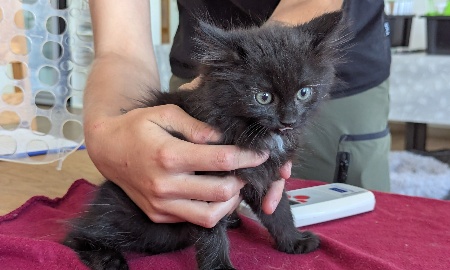 Katzen-Chipaktion im Tierheim: Ein kleiner Piks für die gemeinsame Zukunft