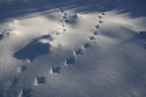 Spuren im Winter