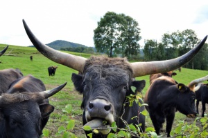 RegioMahl: Die Bio-Auerochsen von Kronwinkel