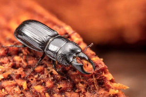 Mehr lebendiges Totholz im Wald