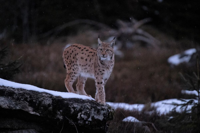 Flyer/Grafik zum Event: In der Dämmerung zum Luchs am Do., 07.03.2024 - Do., 21.03.2024 von 17:00 bis 19:00 Uhr