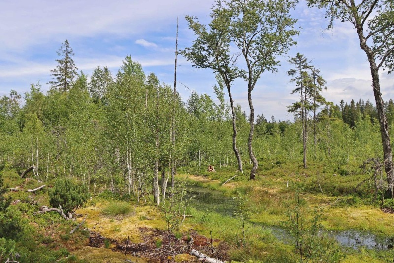 Flyer/Grafik zum Event: Durch das Hochmoor am Mi., 22.05.2024 - Mi., 23.10.2024 von 12:45 bis 15:45 Uhr