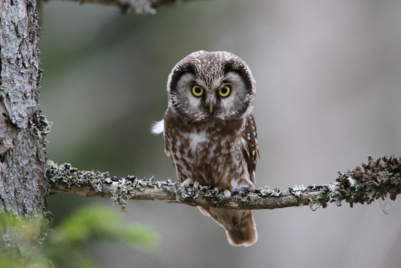 Flyer/Grafik zum Event: Abendliche Führung durch das Tier-Freigelände 2025 am Mi., 30.07.2025 ab 19:00 Uhr