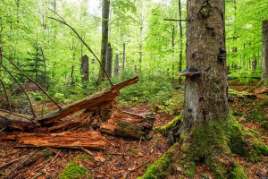 Instawalk in die Wildnis