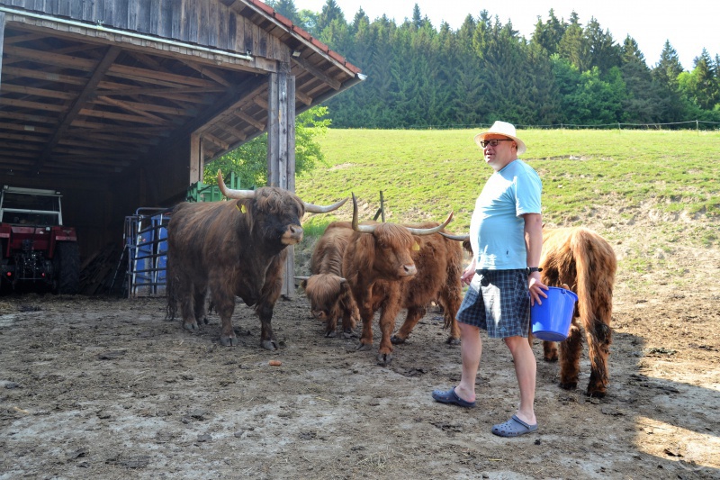 schottisches Hochlandrind
