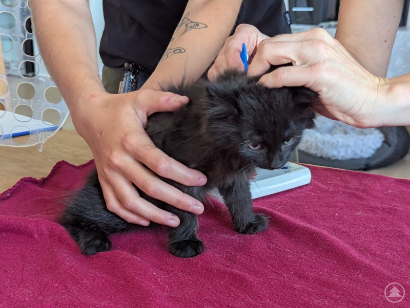 Vorsichtig wird der Chip am Hals angebracht - hier kann er im Ernstfall ausgelesen werden Katzenbaby wird im Tierheim Plattling gechippt