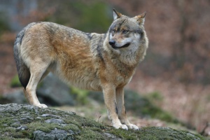 Ein neues Veranstaltungsformat im Museum JAGD LAND FLUSS auf Schloss Wolfstein in Freyung