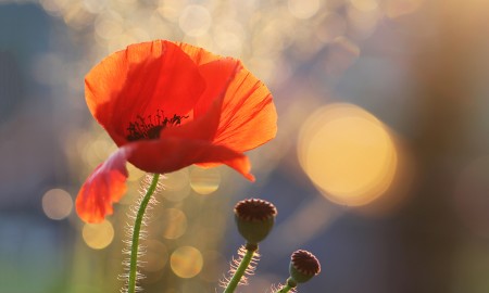 Sommerwetter 2024 für den Bayerwald!