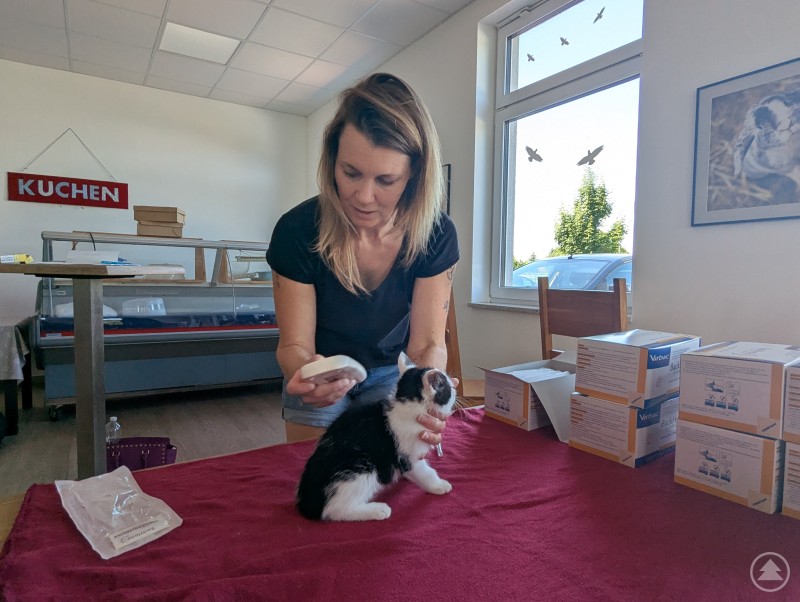 Und schon ist es vorbei: Behutsam überprüft Tierarzthelferin Julia Seidl den neuen Chip eines mutigen Kätzchens