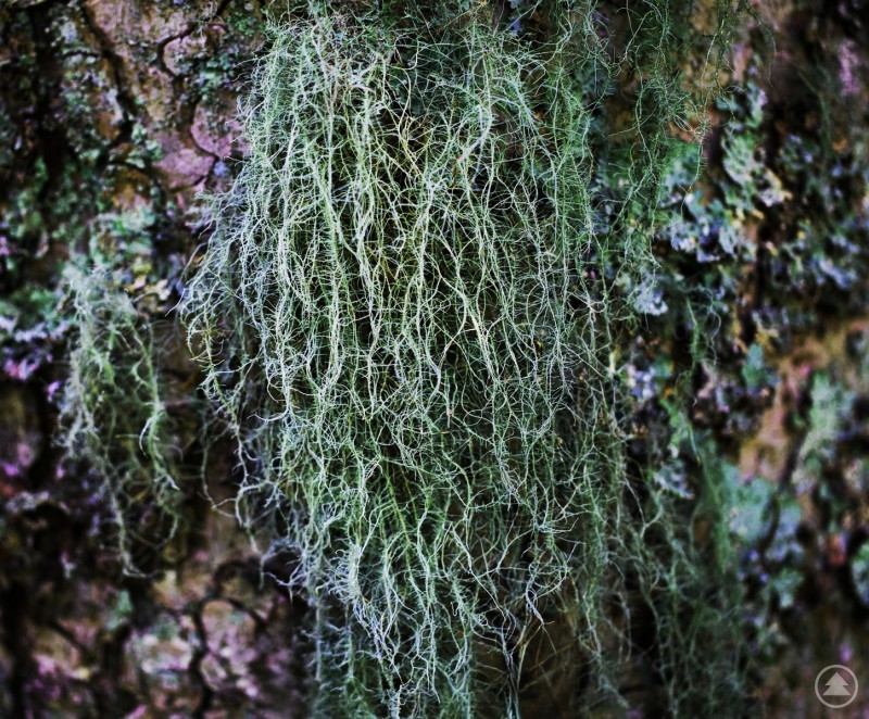 Das Bild zeigt eine Nahaufnahme von sogenanntem „Baumbart“ oder „Bartflechte“ (Usnea), die in langen, feinen, grünlich-grauen Fäden von der Rinde eines Baumes herabhängt. Die Struktur wirkt filigran und haarähnlich, typisch für diese Flechtenart, die häufig in feuchten, sauberen Waldgebieten vorkommt.